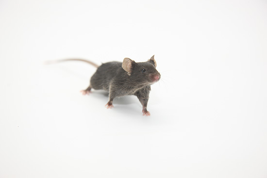 B6-PD1tm1  Mice