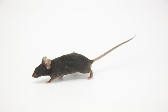 B6-IFNαr1tm1 Mice（IFNαr1）